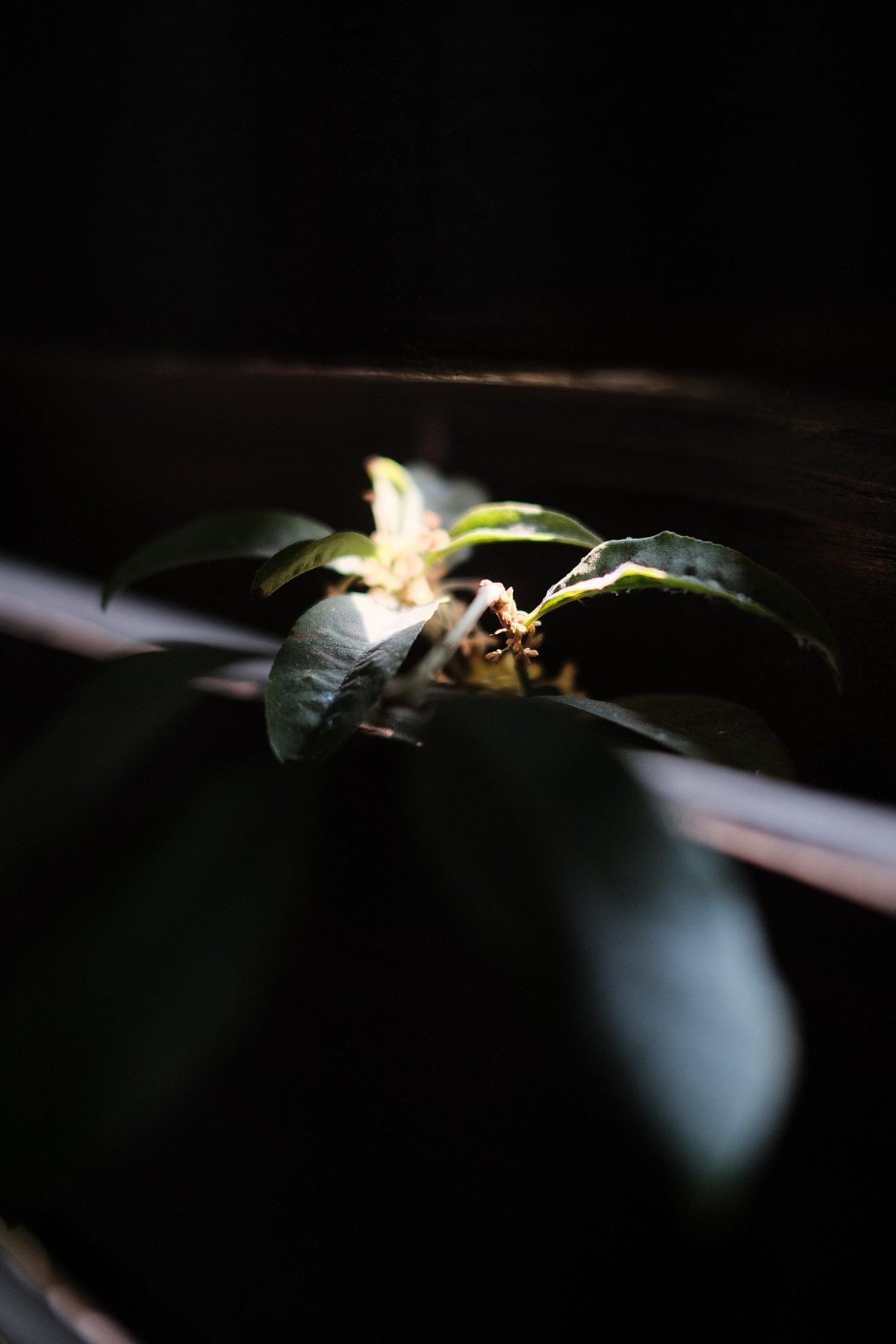 暗處一束光照亮的桂花枝葉