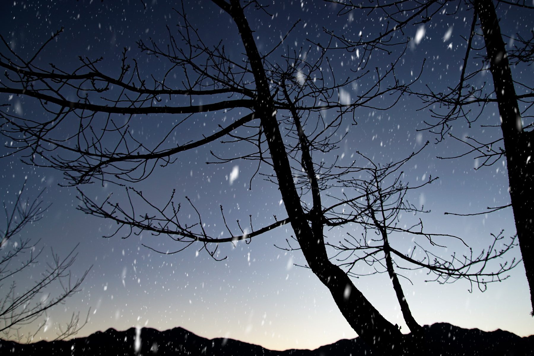 雪夜中的枝枒剪影
